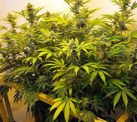 Disadvantages of indoor growing