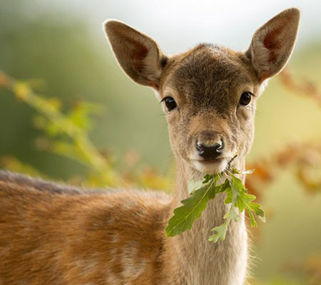 Fixing a Deer Problem